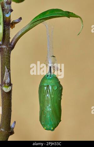 Monarchfalter (Danaus Plexippus), Chrysallis, Benalmadena, Provinz Malaga, Andalusien, Spanien Stockfoto