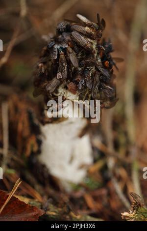 Gemeinsame Stinkmorchel (Phallus Impudicus) Stockfoto
