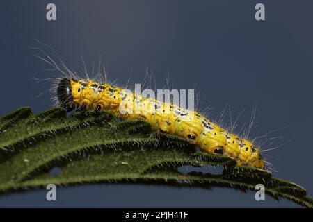 Schwammkopf-Motte, Puffspitze (Phalera bucephala) Stockfoto
