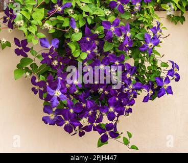 Lila Clematis Vine in voller Blüte, die einen Stuckzaun hinunterragt. Stockfoto