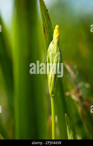 Gelbe Flagge (Iris pseudacorus) Stockfoto