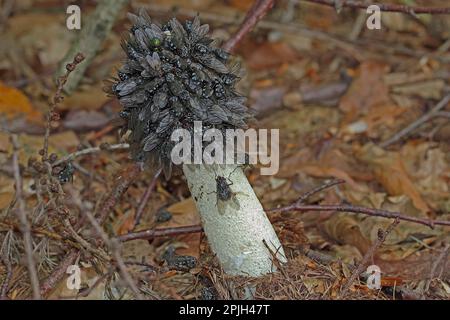 Gemeinsame Stinkmorchel (Phallus Impudicus) Stockfoto