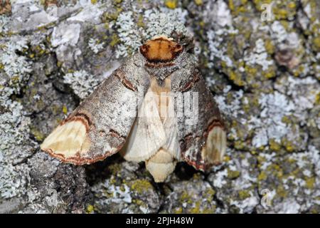 Polierte Spitze (Phalera bucephala) Stockfoto
