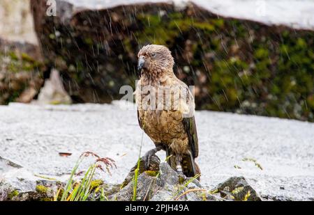 Kea (Nestor notabilis) Parrot, Südinsel, Neuseeland Stockfoto