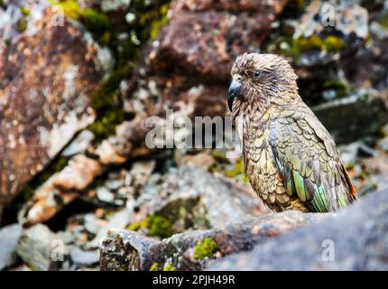 Kea (Nestor notabilis) Parrot, Südinsel, Neuseeland Stockfoto