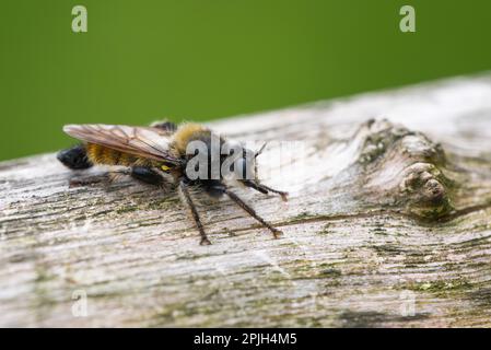 Gelbe Räuberfliege, Wahner Heide, Nordrhein-Westfalen, Deutschland Stockfoto