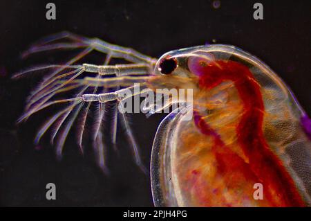 Wasserfloh Stockfoto