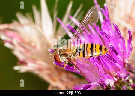 Grove Hoverfly auf Blume Stockfoto