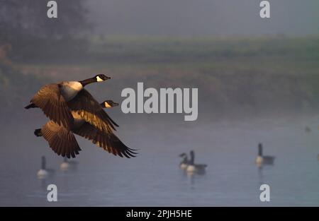 Kanadische Gänse Stockfoto