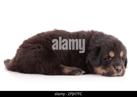 Der Welpe von einer tibetischen Hundefarm schläft friedlich auf weißem Hintergrund Stockfoto