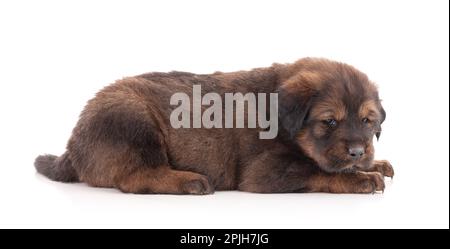 Der Welpe von einer tibetischen Hundefarm schläft friedlich auf weißem Hintergrund Stockfoto