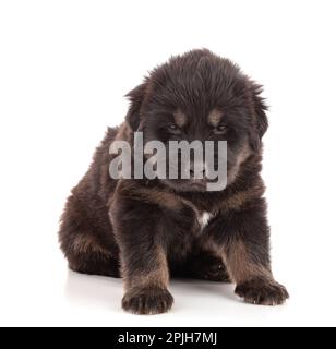 Der Welpe von einer tibetischen Hundefarm schläft friedlich auf weißem Hintergrund Stockfoto