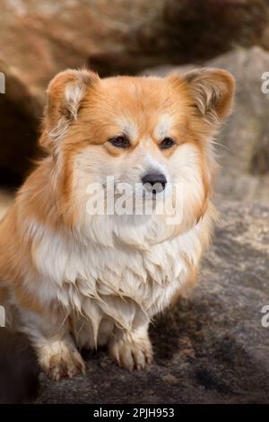 Porträt eines süßen, flauschigen Corgi Pembroke oder Cardigan. Corgi Dog auf einem steinernen Flussufer. Stockfoto