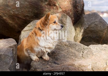 Porträt eines süßen, flauschigen Corgi Pembroke oder Cardigan. Corgi Dog auf einem steinernen Flussufer. Stockfoto