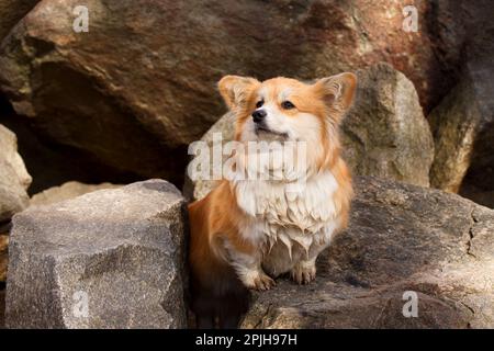 Porträt eines süßen, flauschigen Corgi Pembroke oder Cardigan. Corgi Dog auf einem steinernen Flussufer. Stockfoto