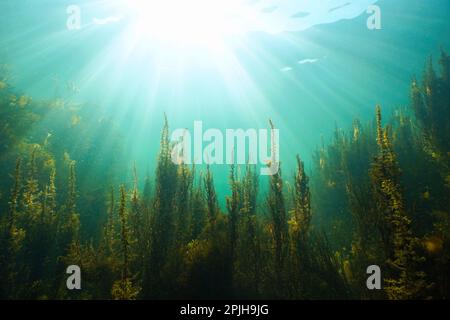 Natürliches Sonnenlicht unter Wasser mit Seetang, Atlantik (Braunalge Sargassum muticum), Spanien, Galicien Stockfoto