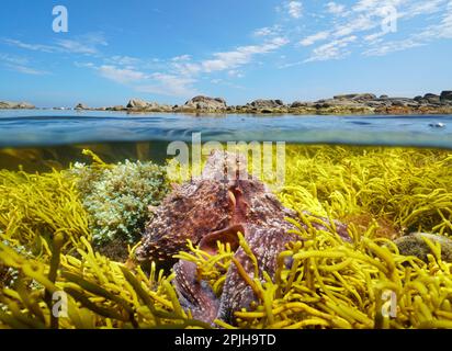 Tintenfisch unter Wasser im Atlantik nahe der Küste, geteilte Sicht über und unter der Wasseroberfläche, Spanien, Galicien Stockfoto