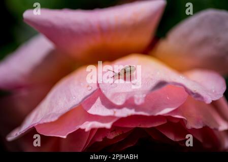 Frühling. Rose. Eine Rose ist entweder eine holzige, mehrjährige Blütenpflanze. Stockfoto
