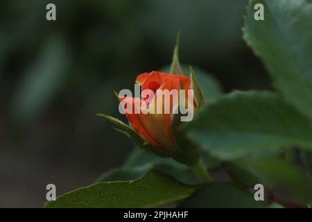 Eine orangefarbene Rosenknospe vor einem Hintergrund grüner Blätter in Nahaufnahme mit Platz für Text im Kopierraum. Rosenblumen wachsen. Stockfoto