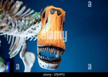 Brachytrachelopan Dinosaurier Skelett auf der Ausstellung Stockfoto