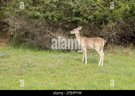 Georgetown, Texas, USA – Weißwedelhirsche im Gras mit Wildblumen im Frühling und Wacholdersträuchern Stockfoto