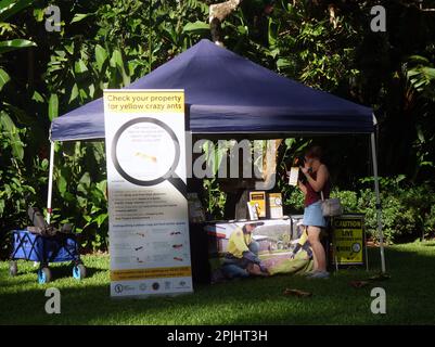 Community Information Stall über die invasive gelbe verrückte Ameise in den Wet Tropics, Cairns, Queensland, Australien. Kein MR oder PR Stockfoto