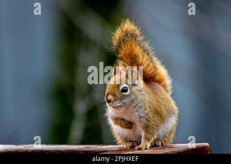 Rotes Eichhörnchen. Sie sprang auf einen Baum in einem wunderschönen, wilden kanadischen Wald. Sie saß auf einem Ast zwischen den grünen Blättern, die von der Sonne beleuchtet wurden. Stockfoto