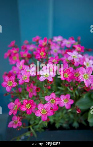 Saxifraga (Saxifraga Arendsii Rose Robe) Oft Moss Saxifraga oder Mossy Saxifrage genannt. Stockfoto