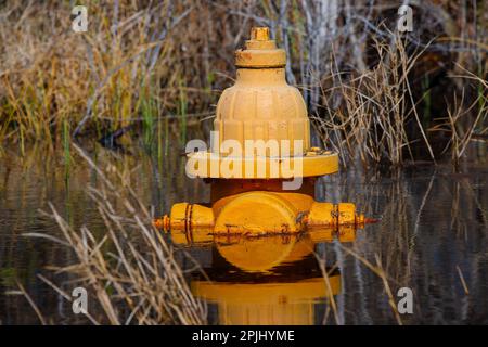 Feuerhydrant orange/gelb im Hochwasser Stockfoto