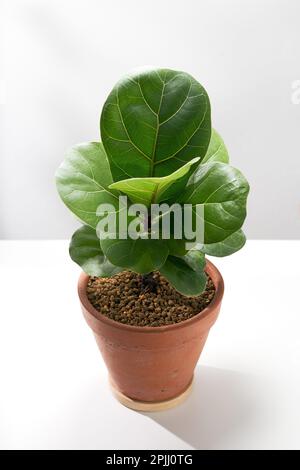 Fiedelblatt-Feige oder Ficus-Lyrata-Verzug im orangefarbenen Tontopf auf einem weißen Tisch. Stockfoto