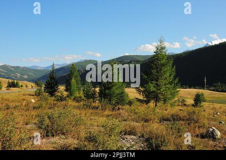 Mehrere hohe Kiefern auf einer felsigen Wiese, umgeben von hohen Bergen, die mit Nadelwäldern überwuchert sind, an einem warmen Sommertag. Altai, Sibirien, Russland. Stockfoto