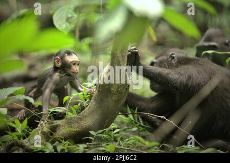 Ein Säugling von Sulawesi-Schwarzkammmakaken (Macaca nigra) wird von einer erwachsenen weiblichen Person im Naturschutzgebiet Tangkoko, North Sulawesi, Indonesien, betreut. Ein „neutrales“ Gesicht (Gesicht ohne Bewegung) bei Primaten kommuniziert nach wie vor etwas, insbesondere wenn das Gesicht als Komponente in mehrkomponentigen Signalen platziert wird, so ein Team von Primaten-Wissenschaftlern unter der Leitung von Bridget M. Waller (Department of Psychology, Nottingham Trent University, Nottingham, Vereinigtes Königreich) In ihrem ersten online veröffentlichten Forschungsbeitrag vom International Journal of Primatology im Januar 2022. Stockfoto