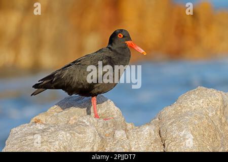 Ein seltener afrikanischer schwarzer Austernfischer (Haematopus moquini) auf einem Küstenfelsen, Südafrika Stockfoto