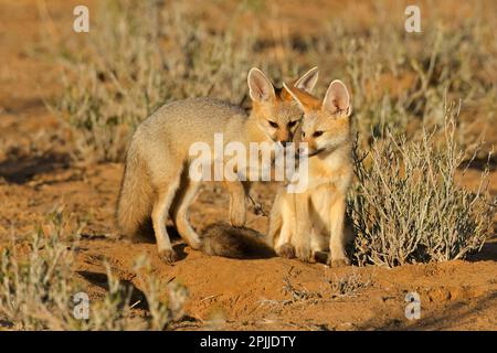 Kap Füchse (Vulpes chama) im frühen Morgenlicht, Kalahari Wüste, Südafrika Stockfoto