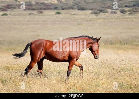 Ein Freilandpferd auf offenem Grasland in Südafrika Stockfoto