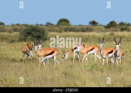 Springbok-Antilopen (Antidorcas Marsupialis) im natürlichen Lebensraum, Südafrika Stockfoto