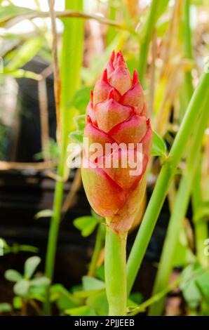 Ginger Flower Head Nahaufnahme Stockfoto