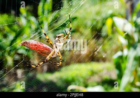 Spinne isst Einen jungen Schmetterling im Netz Stockfoto