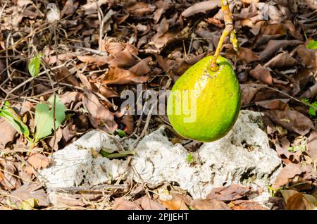Eine Avocado hängt an ihrem Stiel über dem felsigen Boden, bedeckt mit getrockneten Blättern, dicht, dicht, dicht, dicht Stockfoto