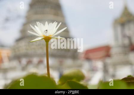 Lotus Wasserlilie. Nahaufnahme der weißen Blume vor dem alten Tempel in Bangkok. Stockfoto