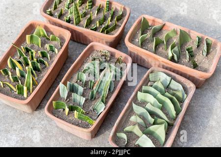 Vermehrung von Sansevieria-Pflanzen aus Blattschnitten Stockfoto