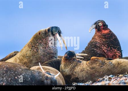 Spaziergänge an einem Strand in der Arktis Stockfoto