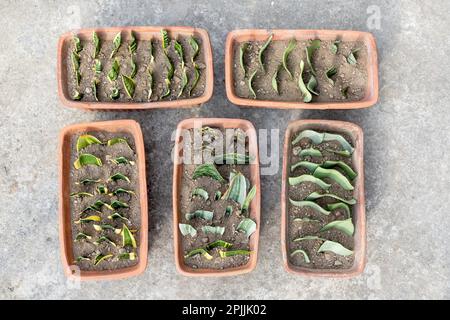 Anbau von Sanseveria-Schlangenpflanzen aus Stecklingen Stockfoto