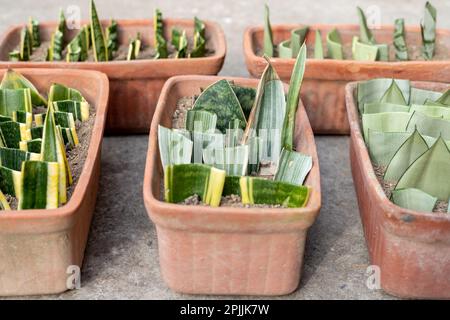 Sansevieria succulent plants propagation Nahaufnahme. Selektiver Fokus Stockfoto