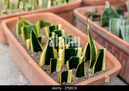 Die Vermehrung von Pflanzen der Sansevieria tirfasciata durch Blattschnitte in Töpfen. Selektiver Fokus Stockfoto