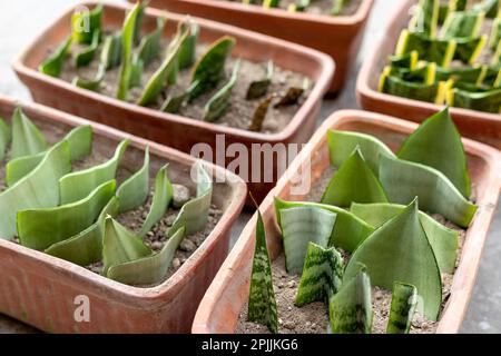 Vermehrung von Schlangenmischpflanzen aus Blattschnitten Stockfoto