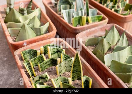 Verschiedene Arten von Schlangenpflanzen Blätter in Töpfen Stockfoto