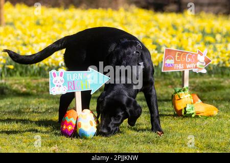 REDAKTIONELLE VERWENDUNG NUR 5 Monate alte schwarze Labrador, Luker nimmt an der Sight Loss Charity Guide Dogs' Ostereiersuche Teil, die für ihre derzeitige Kohorte von Blindenhunden, Müttern und Welpen durch die Verwendung von Spielzeug und Leckereien anstelle von Eiern hundefreundlich gemacht wurde. Ausgabedatum: Montag, 3. April 2023. Die Aktivität wurde von Experten für Blindenhunde entwickelt, um das Bewusstsein für das 12-monatige Abonnementprogramm der Wohltätigkeitsorganisation zu schärfen, Good Dog! So erhalten Hundebesitzer Trainingstipps, leicht verständliche Videos und Tipps zum Wohlbefinden. Das Foto sollte lauten: David Parry/PA Wire. Stockfoto