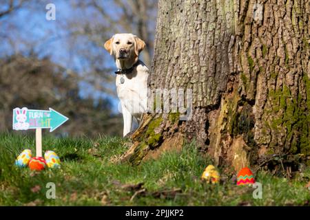 REDAKTIONELLE VERWENDUNG NUR ein Jahr alte weibliche gelbe Labrador, Hollie nimmt an der Sight Loss Charity Guide Dogs' Easter Egunt Teil, die für ihre derzeitige Kohorte von Blindenhunden, Müttern und Welpen durch die Verwendung von Spielzeug und Leckereien anstelle von Eiern hundefreundlich gemacht wurde. Ausgabedatum: Montag, 3. April 2023. Die Aktivität wurde von Experten für Blindenhunde entwickelt, um das Bewusstsein für das 12-monatige Abonnementprogramm der Wohltätigkeitsorganisation zu schärfen, Good Dog! So erhalten Hundebesitzer Trainingstipps, leicht verständliche Videos und Tipps zum Wohlbefinden. Das Foto sollte lauten: David Parry/PA Wire. Stockfoto