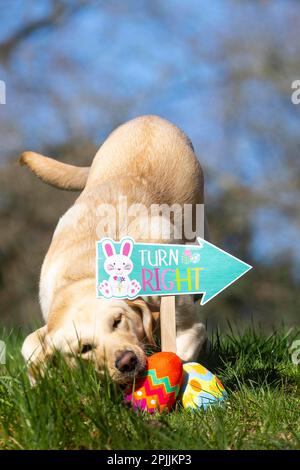 REDAKTIONELLE VERWENDUNG NUR ein Jahr alte weibliche gelbe Labrador, Hollie nimmt an der Sight Loss Charity Guide Dogs' Easter Egunt Teil, die für ihre derzeitige Kohorte von Blindenhunden, Müttern und Welpen durch die Verwendung von Spielzeug und Leckereien anstelle von Eiern hundefreundlich gemacht wurde. Ausgabedatum: Montag, 3. April 2023. Die Aktivität wurde von Experten für Blindenhunde entwickelt, um das Bewusstsein für das 12-monatige Abonnementprogramm der Wohltätigkeitsorganisation zu schärfen, Good Dog! So erhalten Hundebesitzer Trainingstipps, leicht verständliche Videos und Tipps zum Wohlbefinden. Das Foto sollte lauten: David Parry/PA Wire. Stockfoto